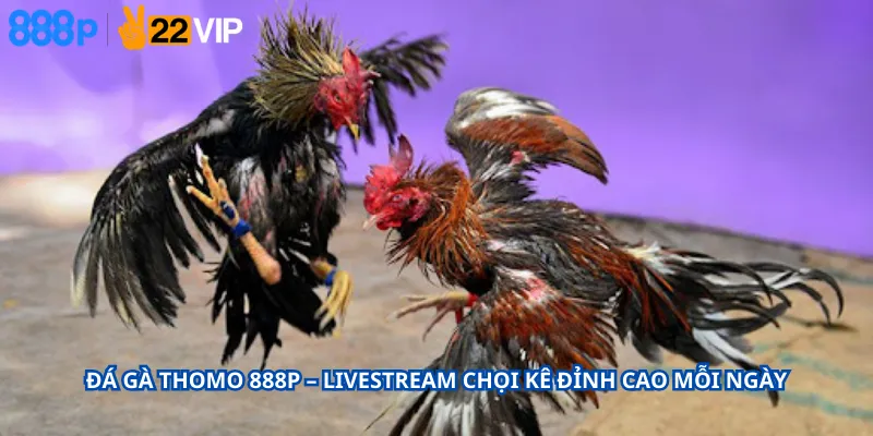 Đá Gà Thomo 888P – Livestream Chọi Kê Đỉnh Cao Mỗi Ngày