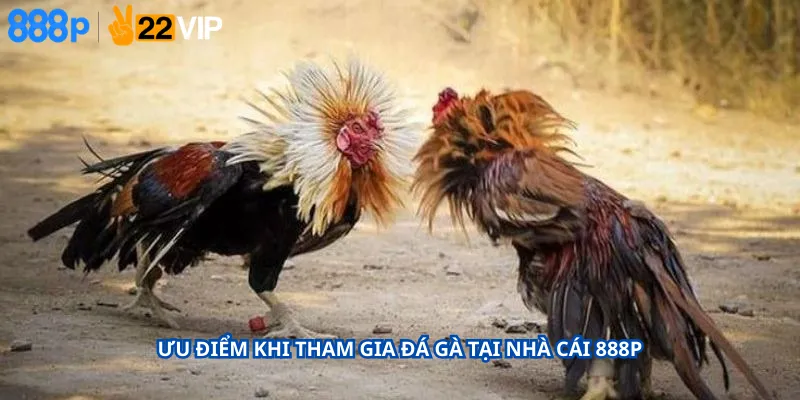 Ưu Điểm Khi Tham Gia Đá Gà Tại Nhà Cái 888P